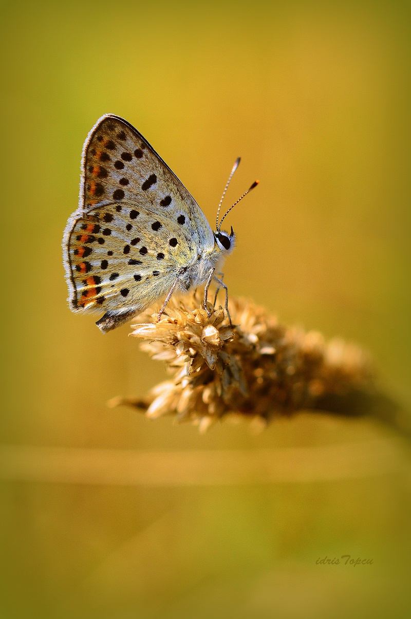MİNİ MİNİ YAŞAMLAR (193) ...........