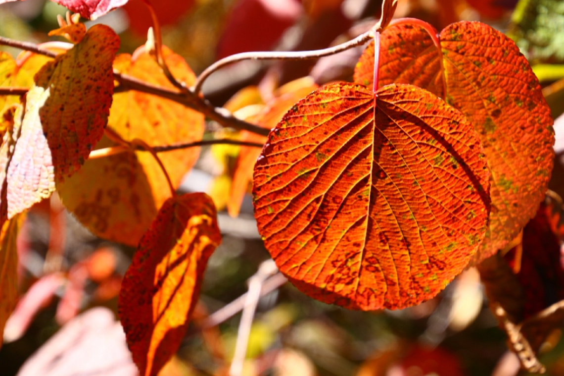 The veins of a leaf