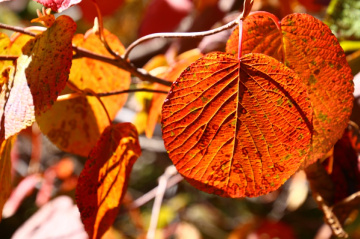 The veins of a leaf