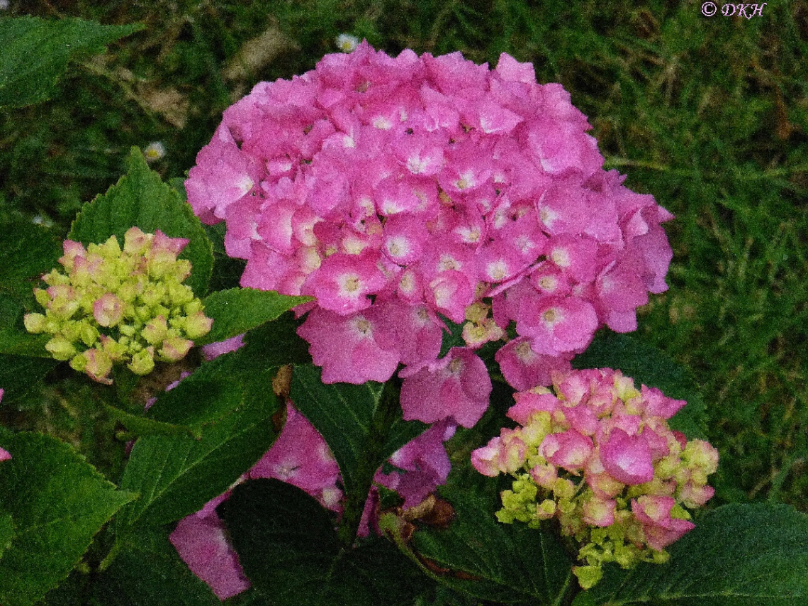 Hortensie