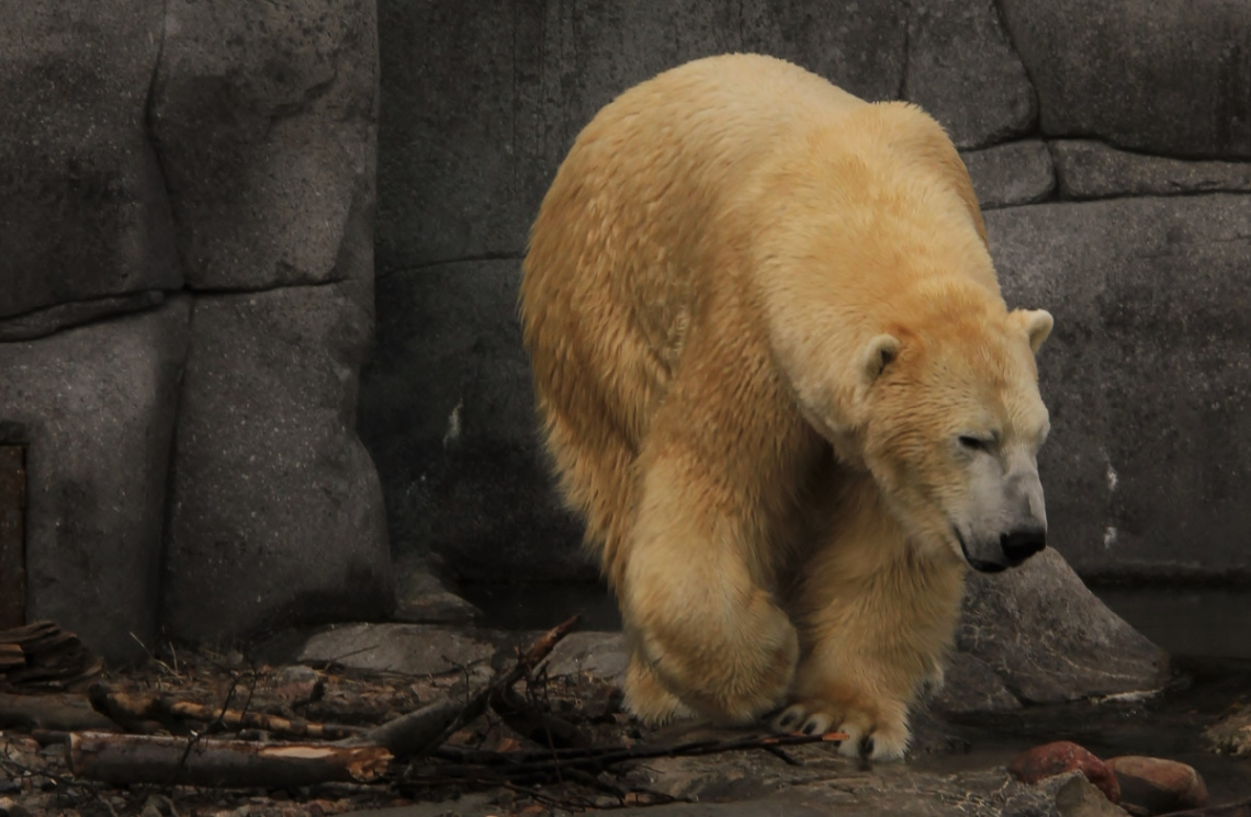 Oh please survive you precious bear...