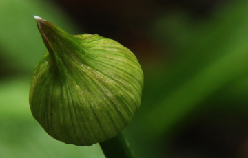 Green life
