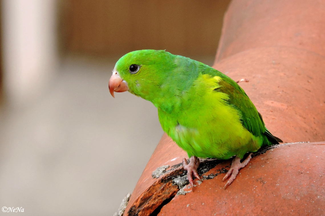 Parakeet in the roof