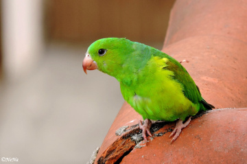 Parakeet in the roof