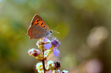 MİNİ MİNİ YAŞAMLAR (194) ...........