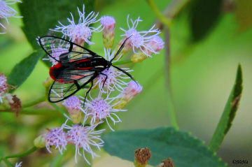 Erebidae with transparent wings
