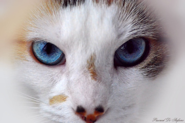 Blue eyes