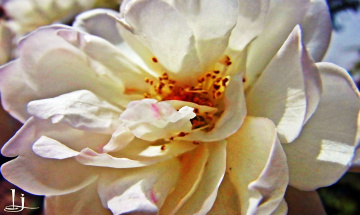 Sacred....