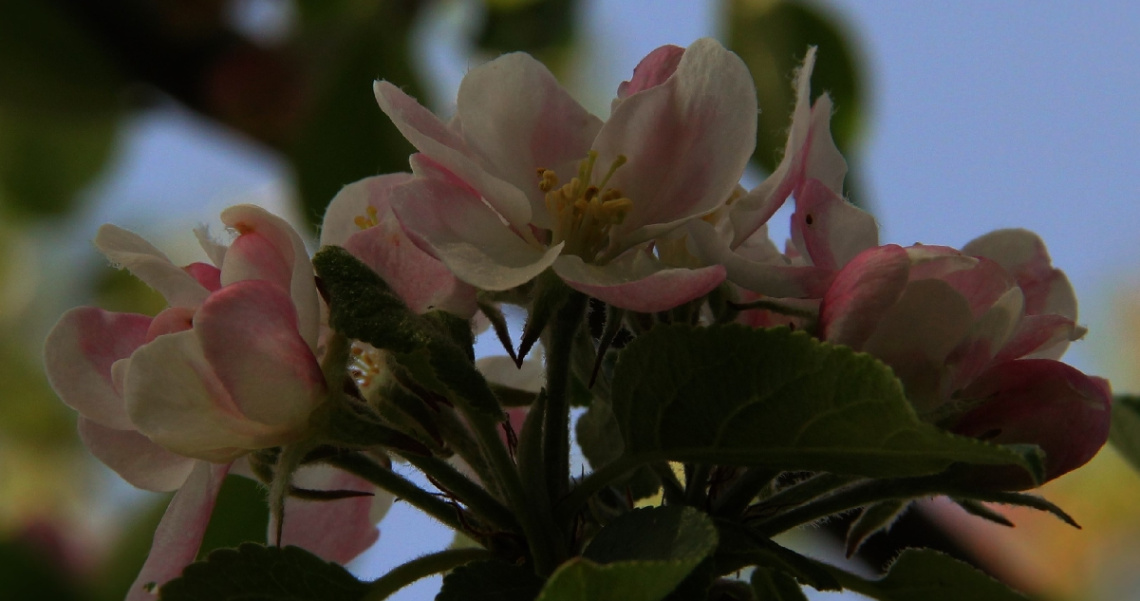 Blooming...