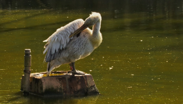 Dalmatian Pelican