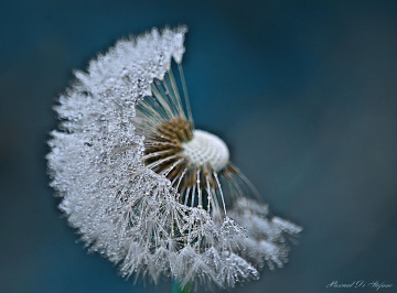 Drops