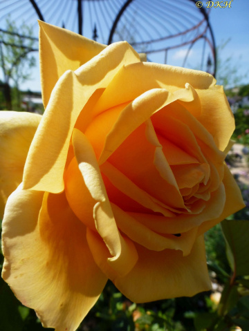 Yellow beauty