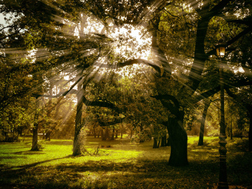 Morning sun