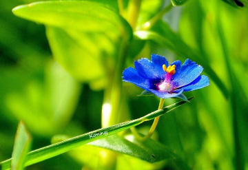 little blue... 