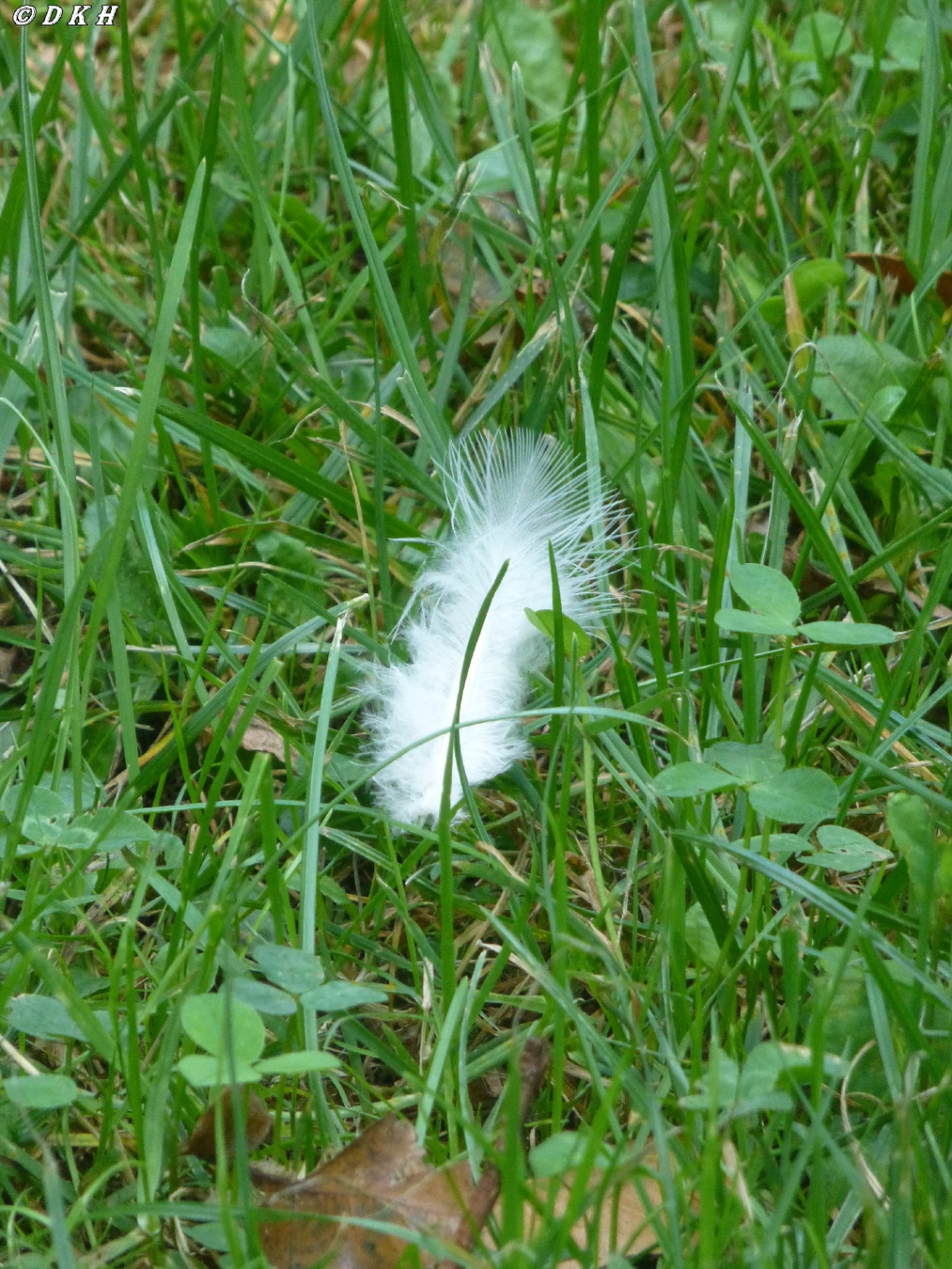 Federleicht (featherweight)