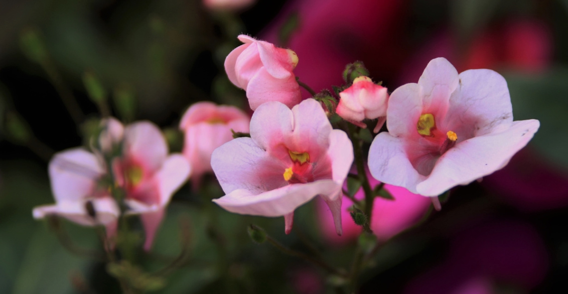 Growing in a garden...