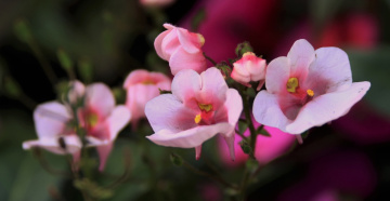 Growing in a garden...