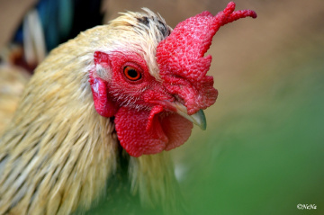 Singer Rooster