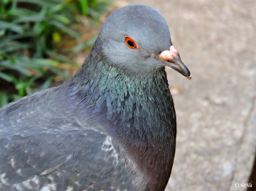 Dove