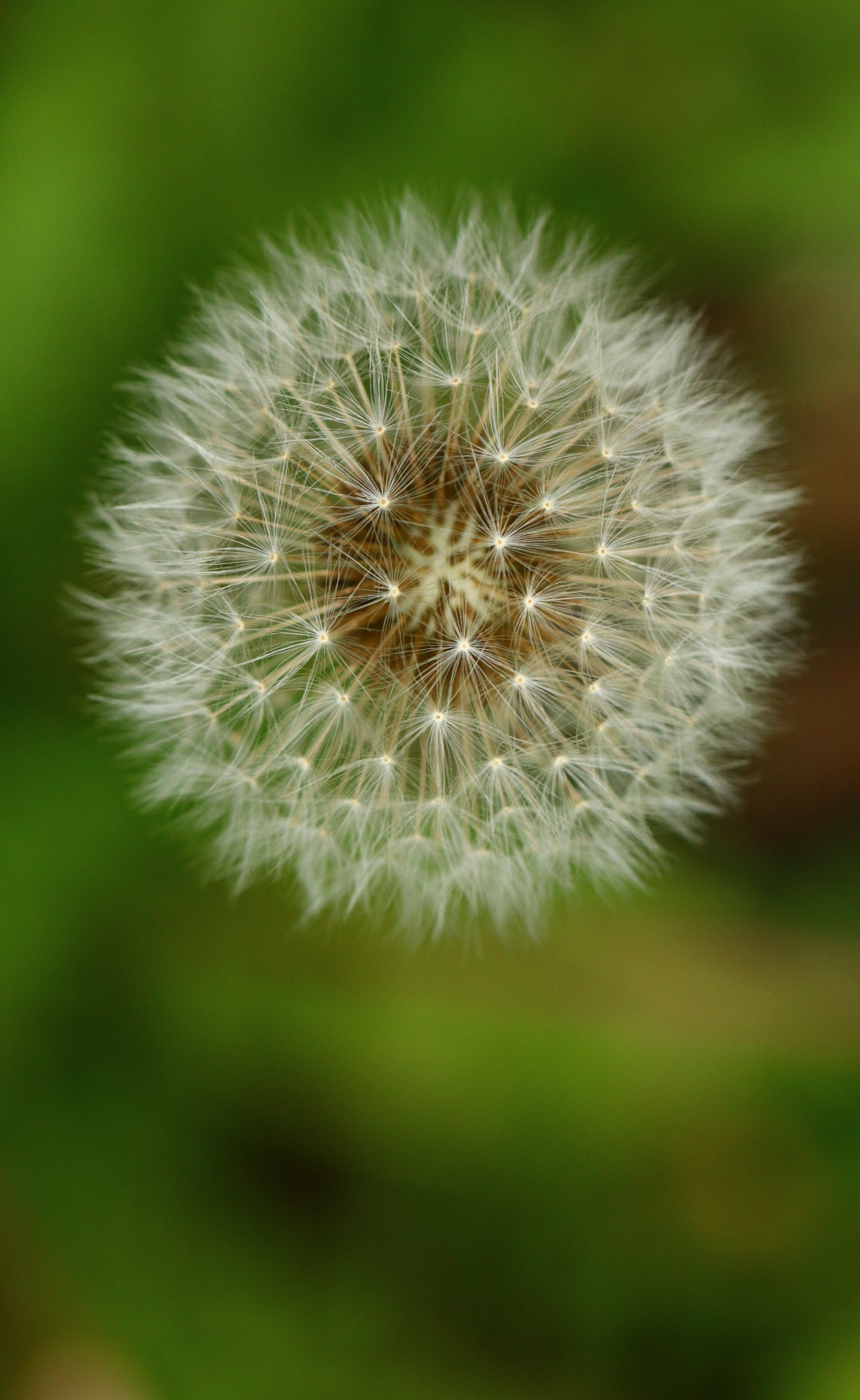 Dandelion
