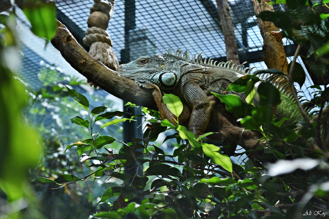 İguana