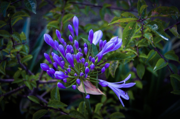 Aydınlık!/Sunlit