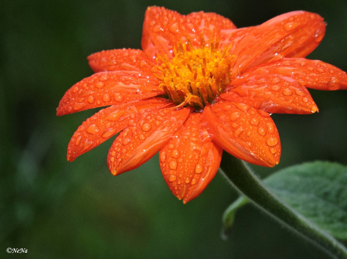 Raindrops