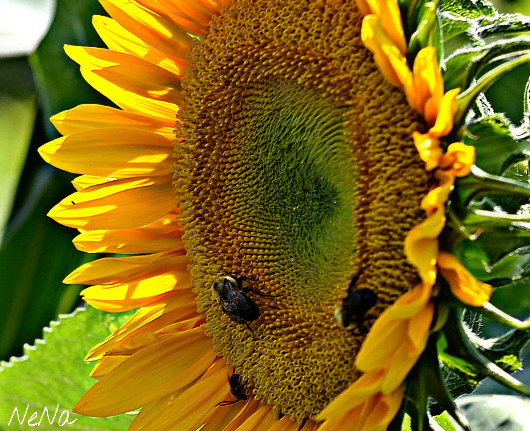 Sunflower