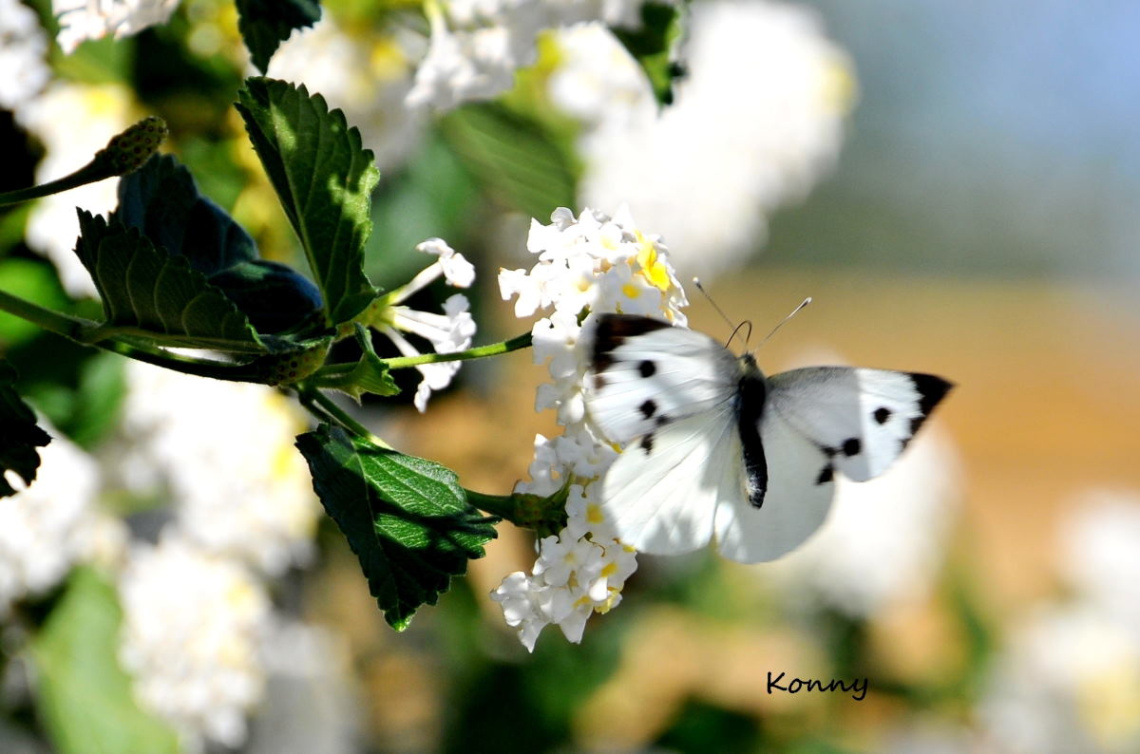 Kelebek 