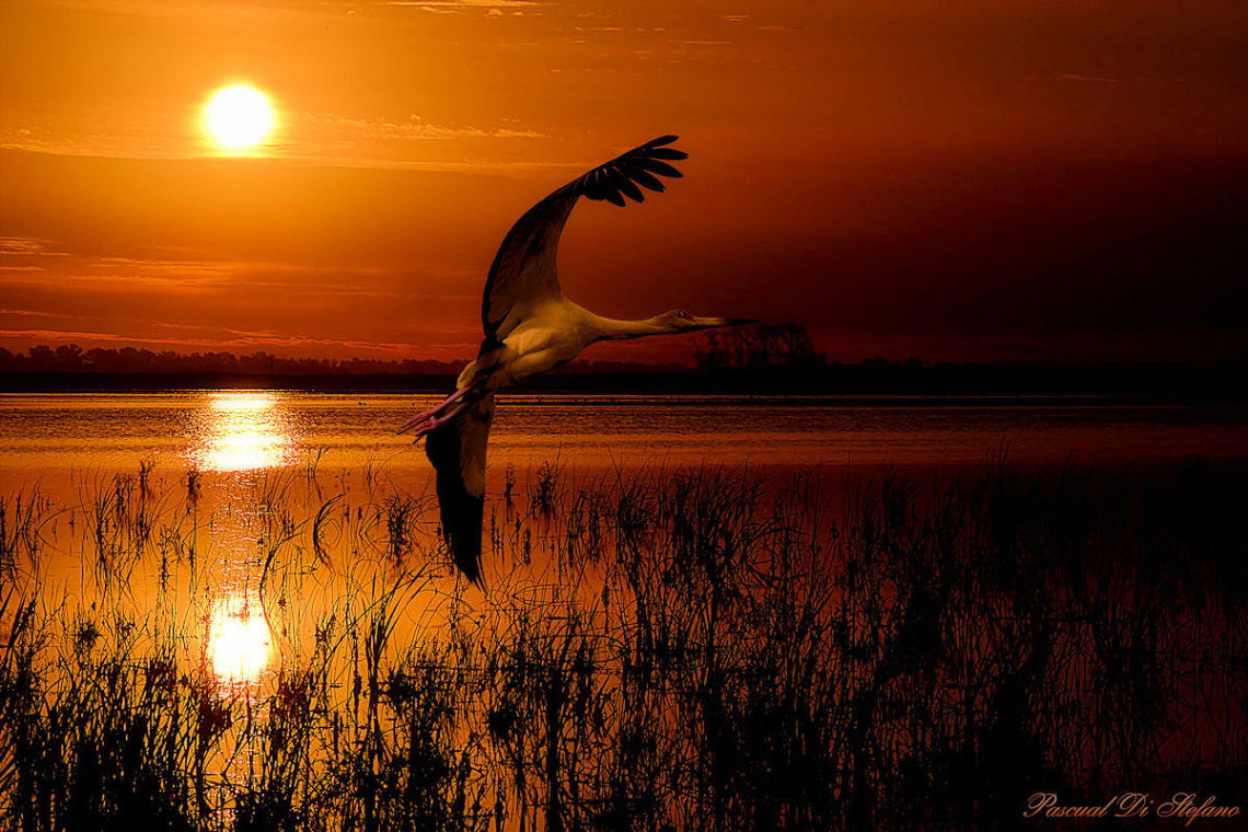 Flying in the sunset VI