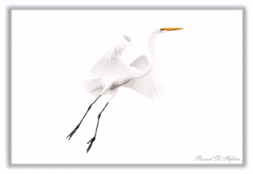 Dream in white