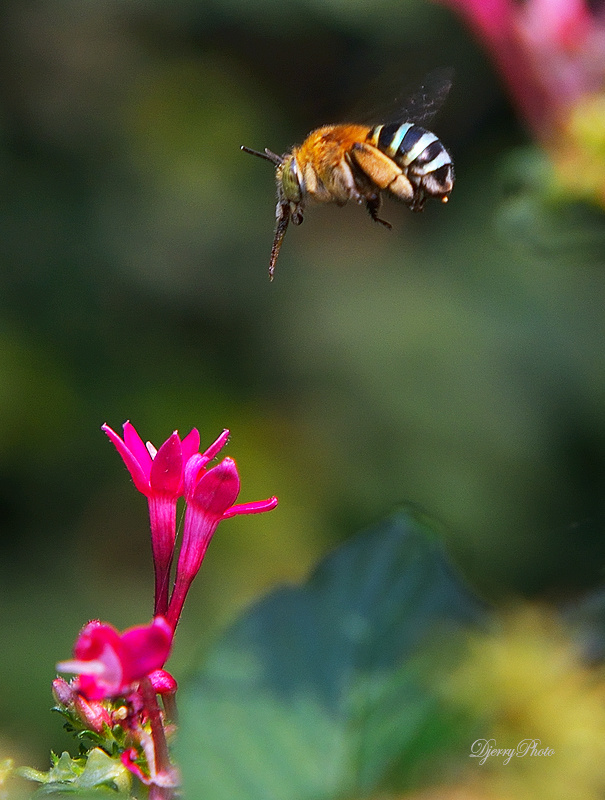 Fly alone