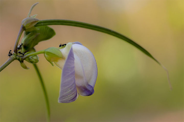 wild flower 02