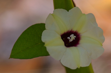 wild flower