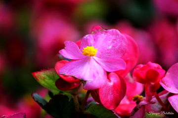 Pembe