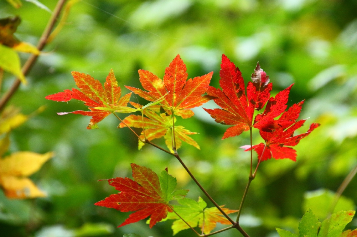 Maple leaves