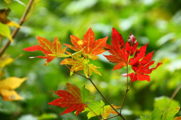 Maple leaves