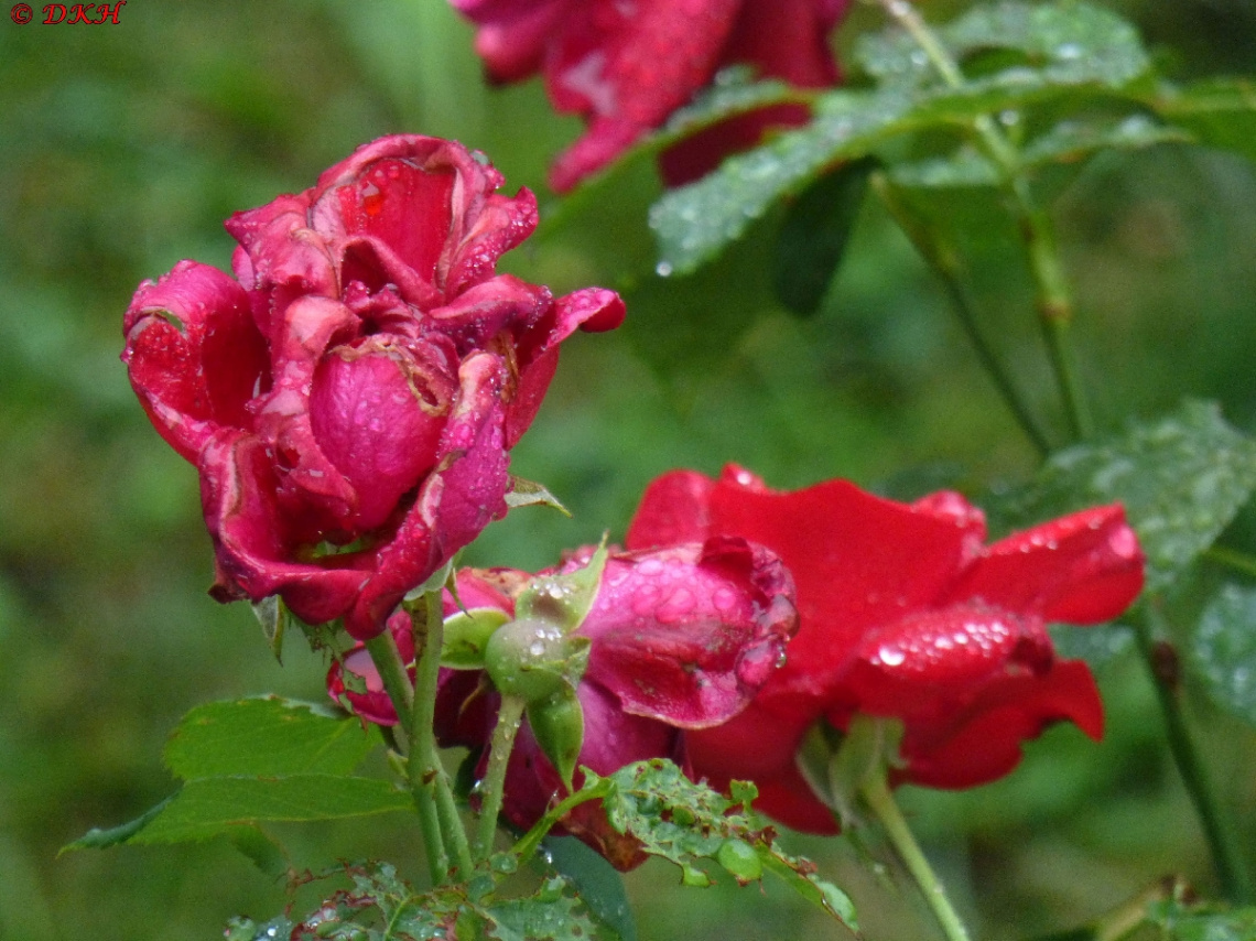 Red Rose (4)