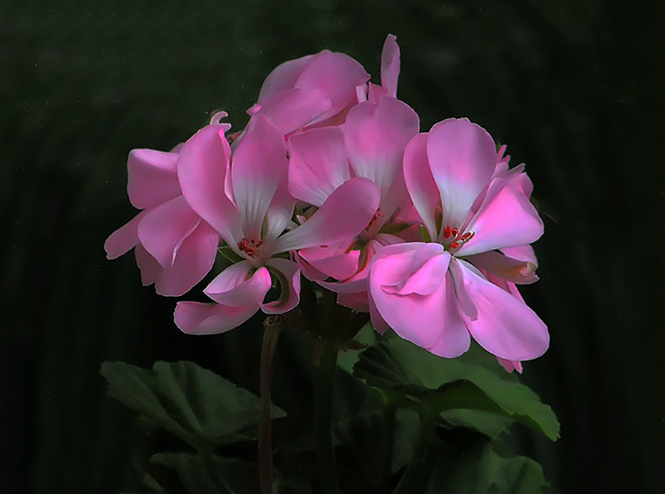 Pembe Çiçek