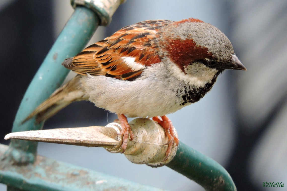 Sparrow and urbanism