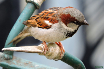 Sparrow and urbanism