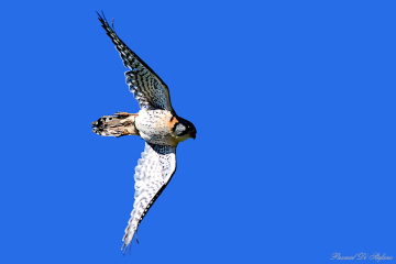 Falco sparverius III