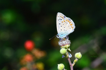 MİNİ MİNİ YAŞAMLAR (199) ...........