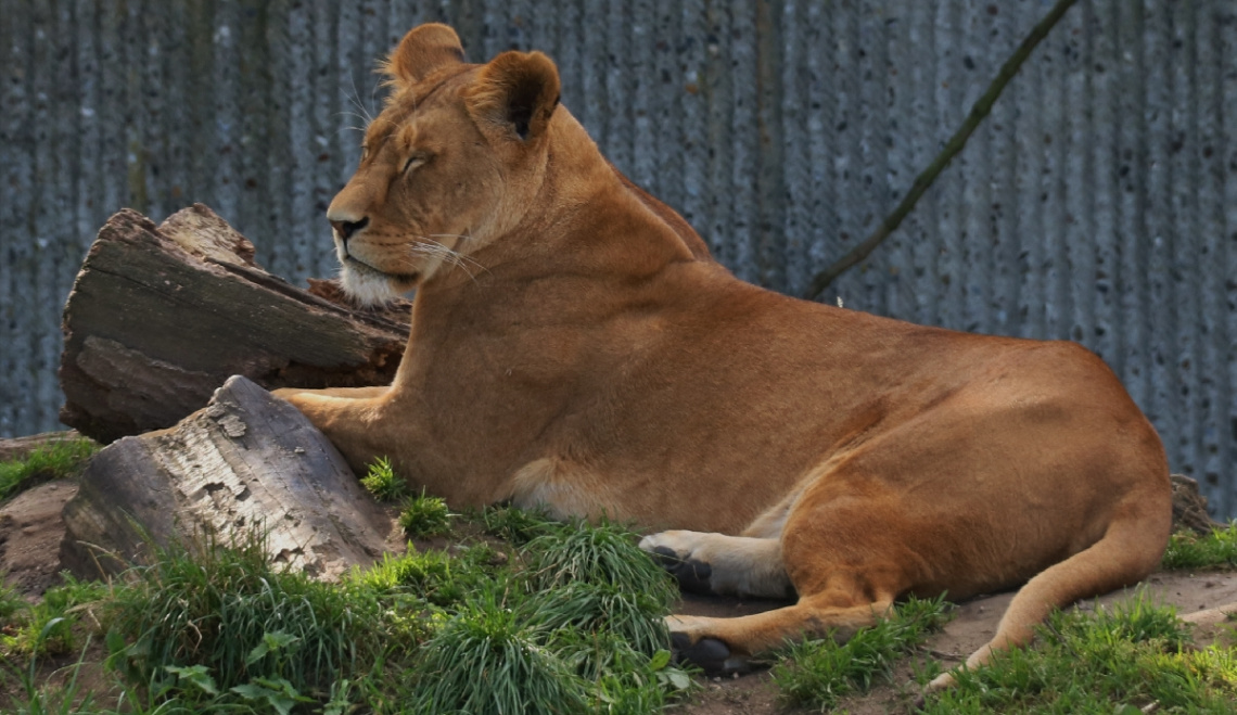 Sleepy in the afternoon...