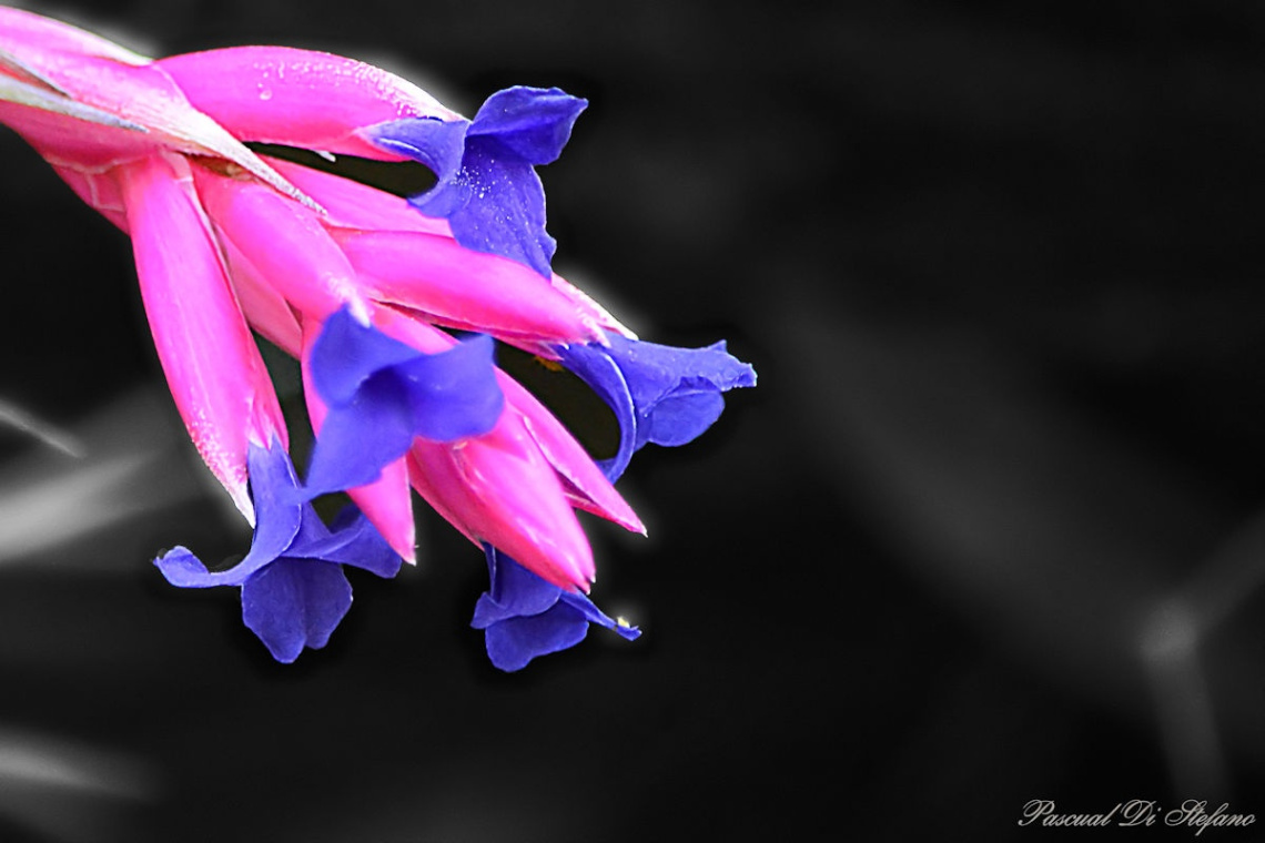 Clavel del Aire