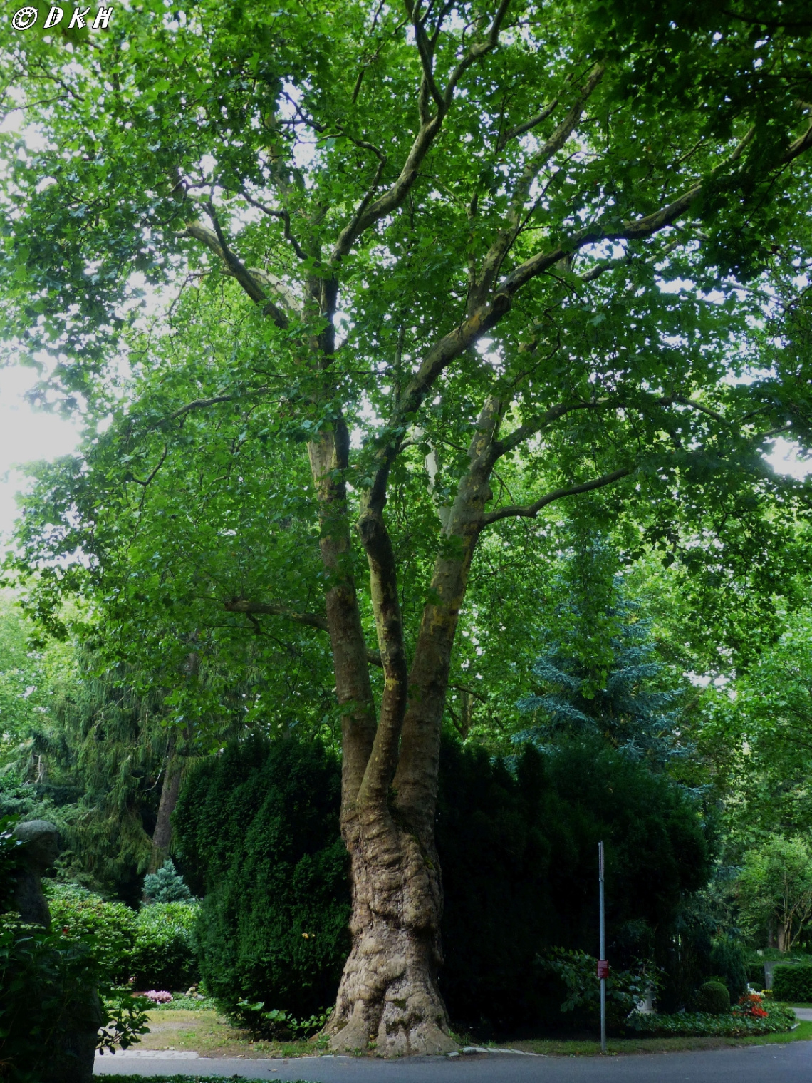 Auf dem Karlsruher Hauptfriedhof
