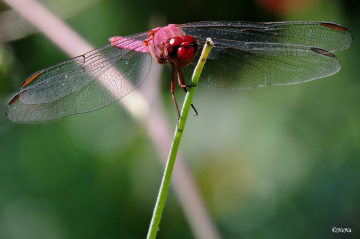 Red Dragonfly lV