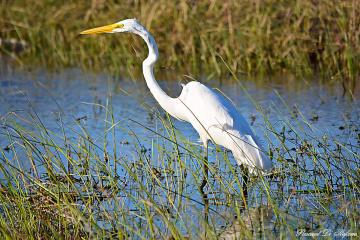 Garza III