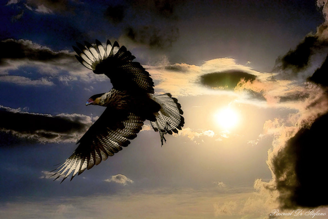 Sun, clouds and wings