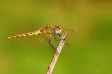 YUSUFUMMM...........